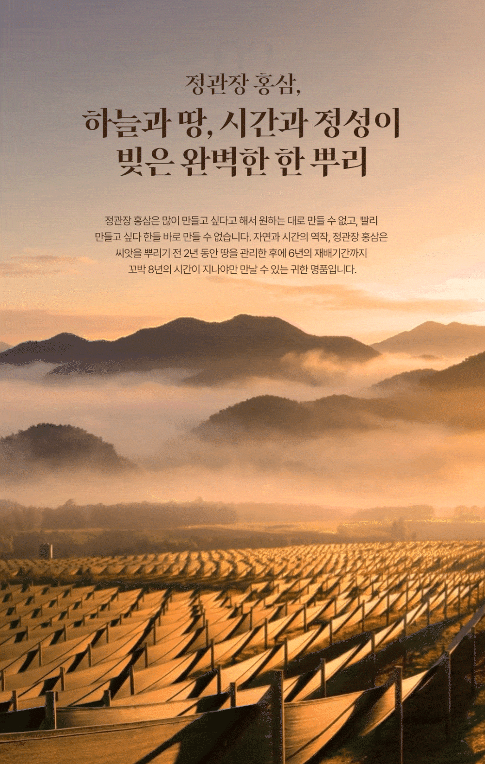 Cheong Kwan Jang Cultivated Ginseng Root, 15 pieces